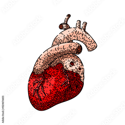 heartbeat heart hand drawn. pulse rhythm, ventricle aorta, artery vein heartbeat heart vector sketch. isolated color illustration