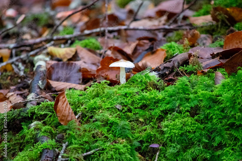 mushrooms in the forest mushrooms in the forest