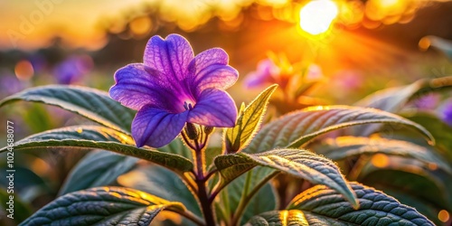 Strobilanthes callosa flower reflecting on the sunset photo