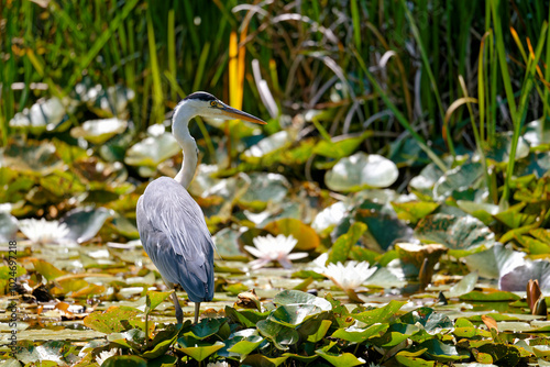 Graureiher im Teich photo