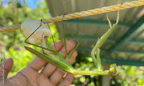 mantis laying egg sac on rope photo