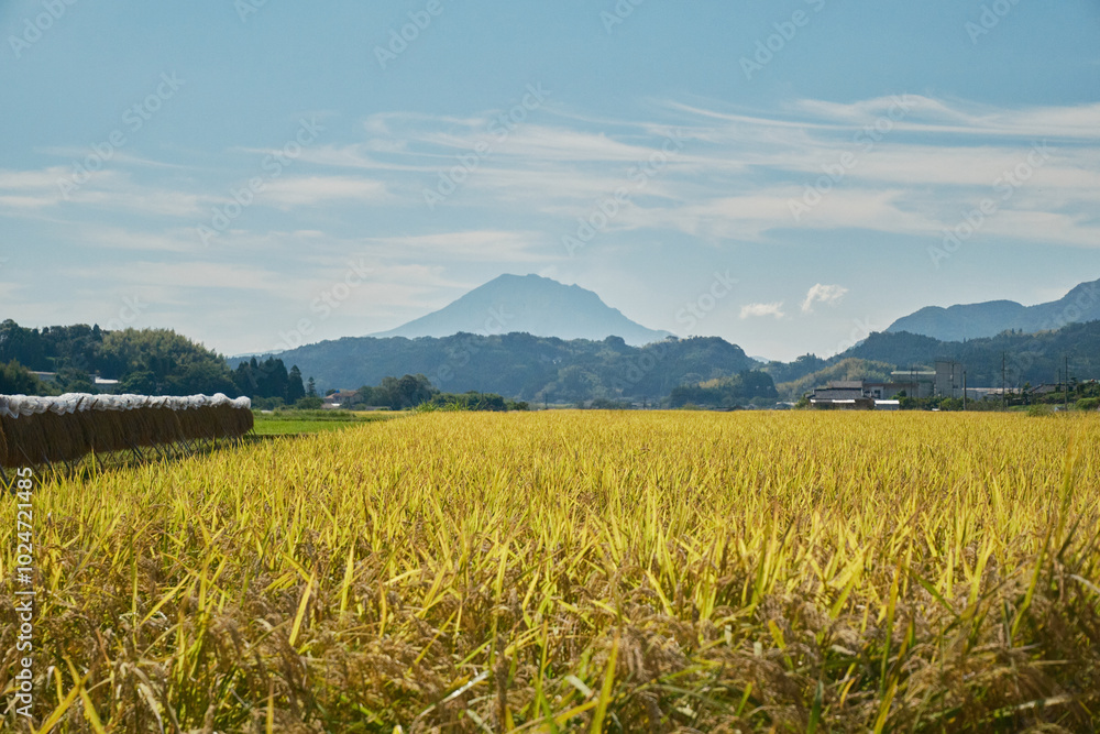 Fototapeta premium 黄金の稲と桜島の風景