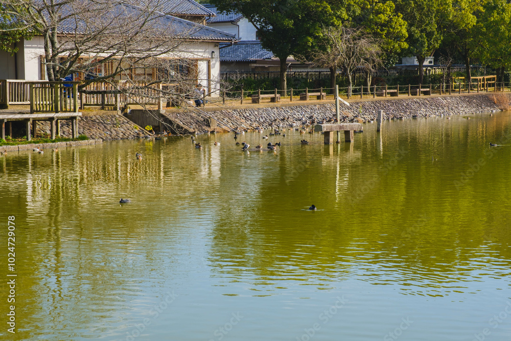  [NARA]A famous shrine surrounded by nature in Nara Prefecture, The beautiful pond is impressive, Kashihara Shrine, Japan