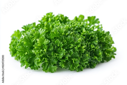 Fresh Green Parsley Sprig Isolated on White Background