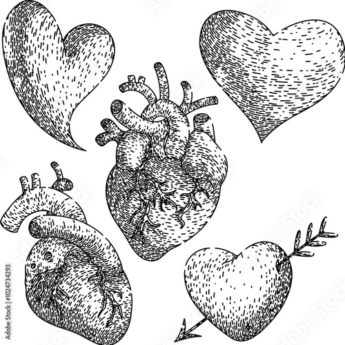 heart set hand drawn. pulse rhythm, ventricle aorta, artery vein heart vector sketch. isolated black illustration