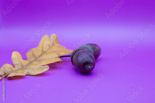 Creative autumn background. Acorn on a purple background