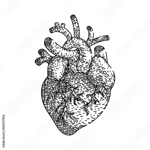 rhythm heart hand drawn. ventricle aorta, artery vein, circulation coronary rhythm heart vector sketch. isolated black illustration