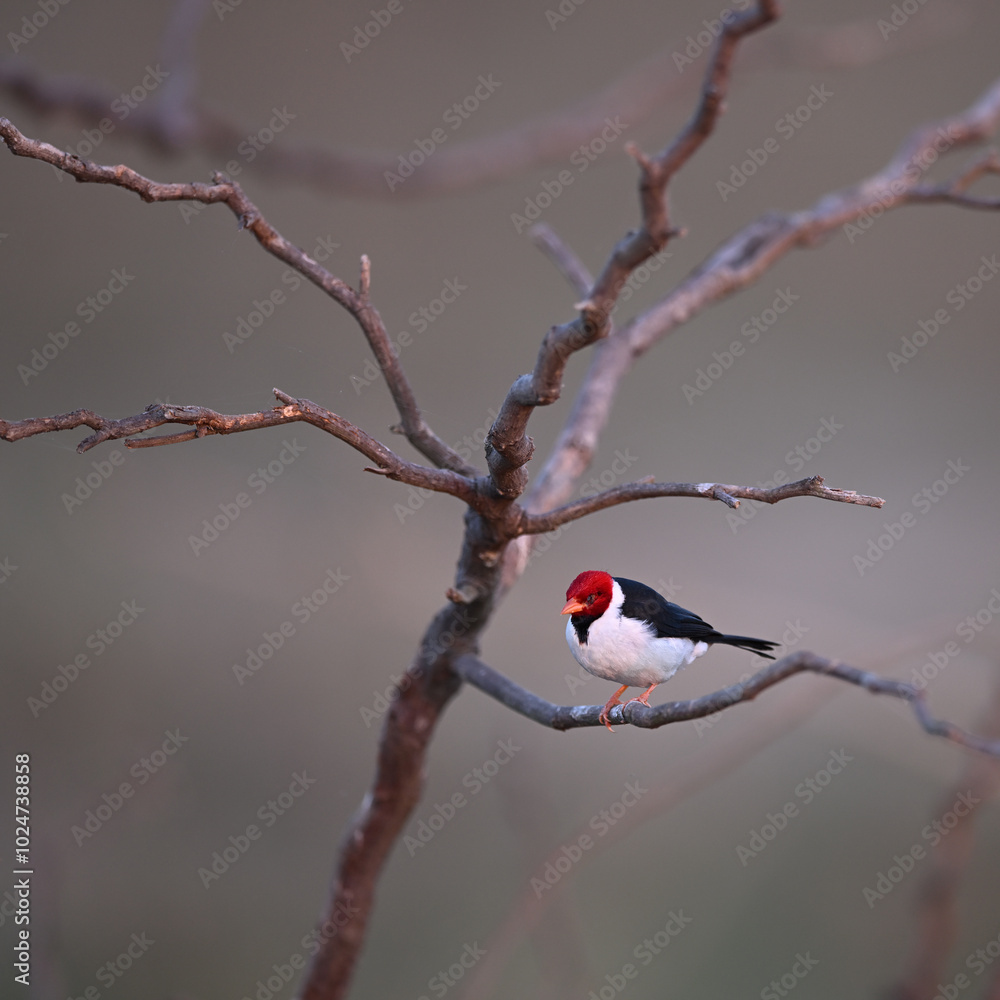 Yellow-billed Cardinal perched on a branch with a injured eye Yellow-billed Cardinal perched on a branch with a injured eye