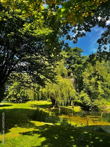 trees in the park