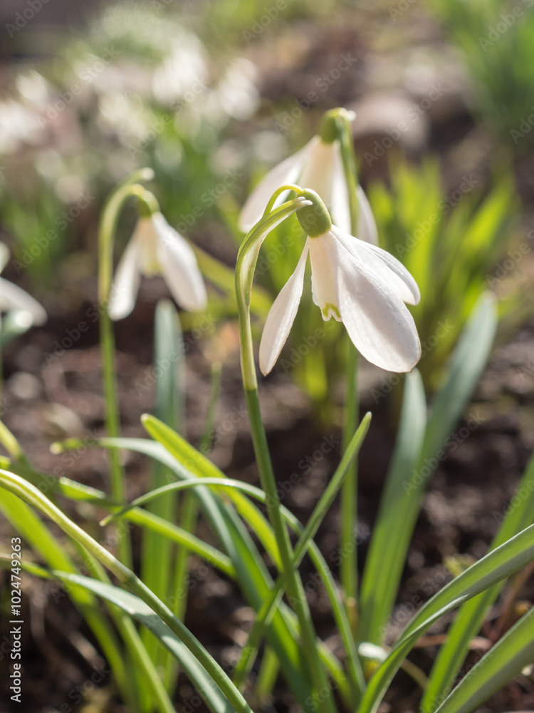 Fototapeta premium white snowdrops closeup