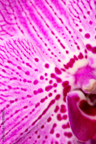 Close-up of purple patterns on orchid petals.