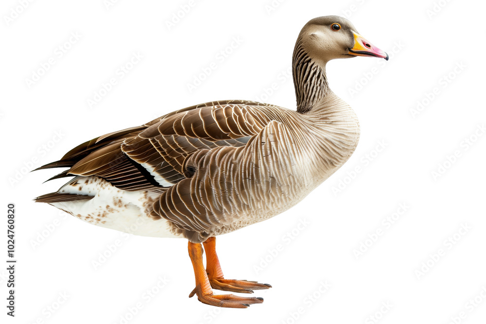 Greylag Goose on a transparent background: A Wild Bird with a Gray Body and Orange Legs. Greylag Goose on a transparent background: A Wild Bird with a Gray Body and Orange Legs.