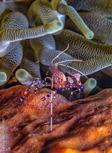 spotted cleaner shrimp ,Periclimenes yucatanicus, photo