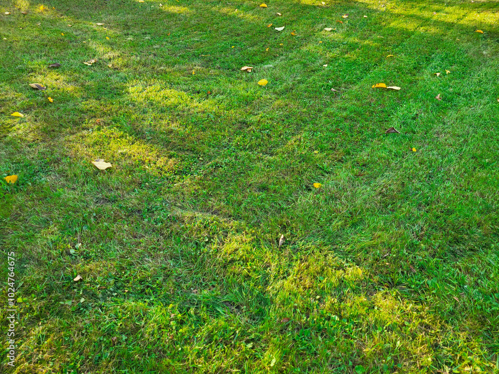 A manicured green lawn with sunny spots in an autumn city park. A manicured green lawn with sunny spots in an autumn city park.