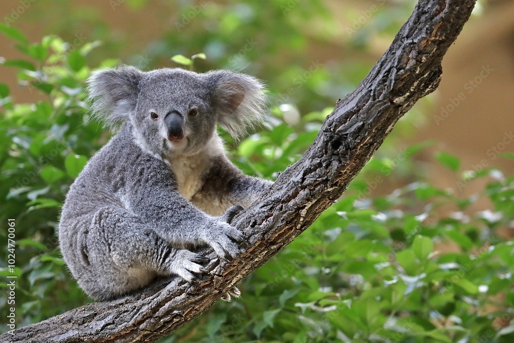 Obraz premium 樹上から見つめるコアラの子供