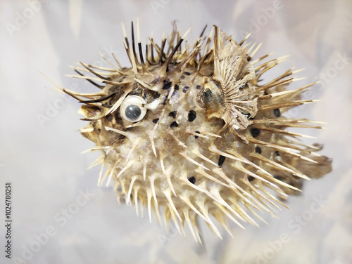 Souvenir of dried spherical puffer fish with needles photo