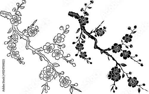 Sakura vector for elememts on white isolated background.