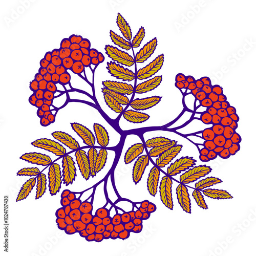 Creative composition on rowan berries, rowan vector illustration to use in patterns or as a decorative element