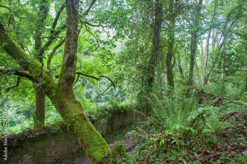Obraz premium Route of the Profundu River, Villaviciosa, Asturias, Spain