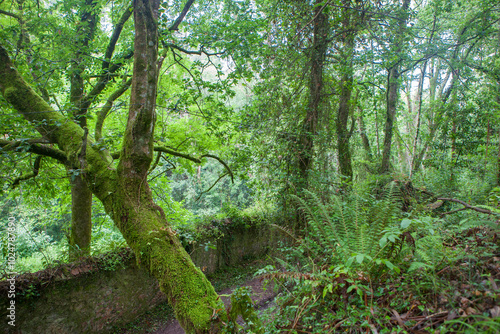 Route of the Profundu River, Villaviciosa, Asturias, Spain photo