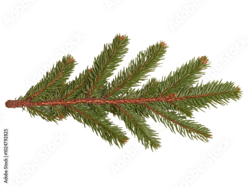 Isolated green pine tree branch for botanical design and nature projects photo