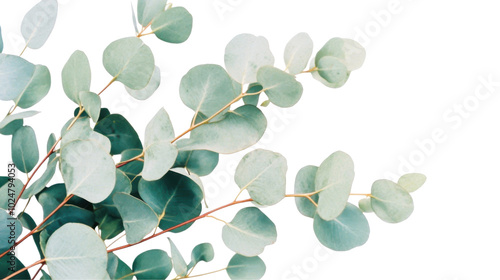 Green eucalyptus branch isolated on white background for botanical design