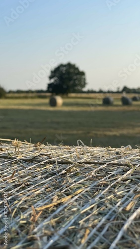 Sommerliche Heuernte in der Abendsonne photo