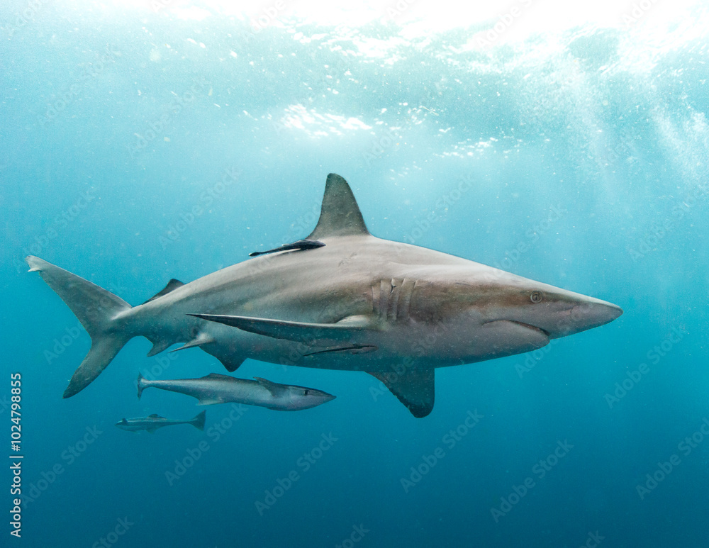 Oceanic Blacktip shark - Carcharhinus limbatus Oceanic Blacktip shark - Carcharhinus limbatus