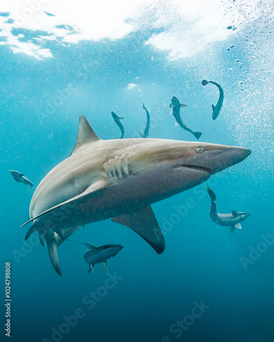 Oceanic Blacktip shark with ramora - Carcharhinus limbatus