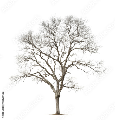 A solitary leafless tree stands on a white background during winters quiet stillness