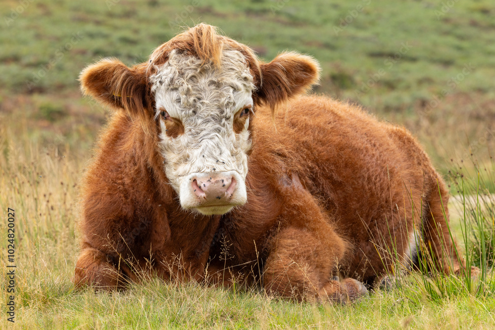 Relaxed Cow Resting in Lush Green Fields, Captured with a Close-Up of Its Fluffy Brown Coat, White Curly Face, and Calm Demeanor Against the Rural Backdrop of Rolling Meadows Relaxed Cow Resting in Lush Green Fields, Captured with a Close-Up of Its Fluffy Brown Coat, White Curly Face, and Calm Demeanor Against the Rural Backdrop of Rolling Meadows
