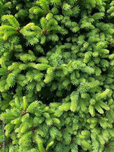  branches green spruce natural background