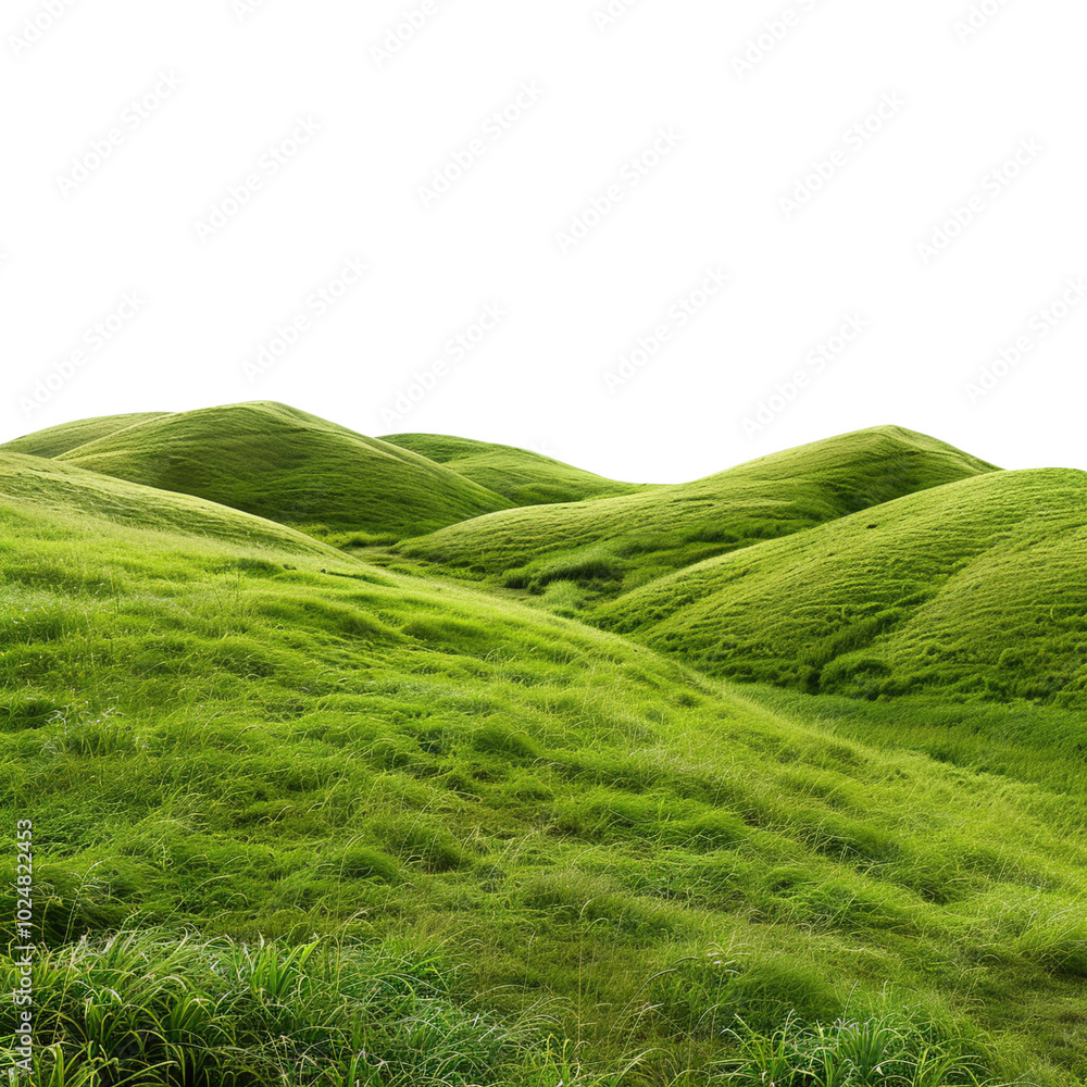 green rice field green rice field