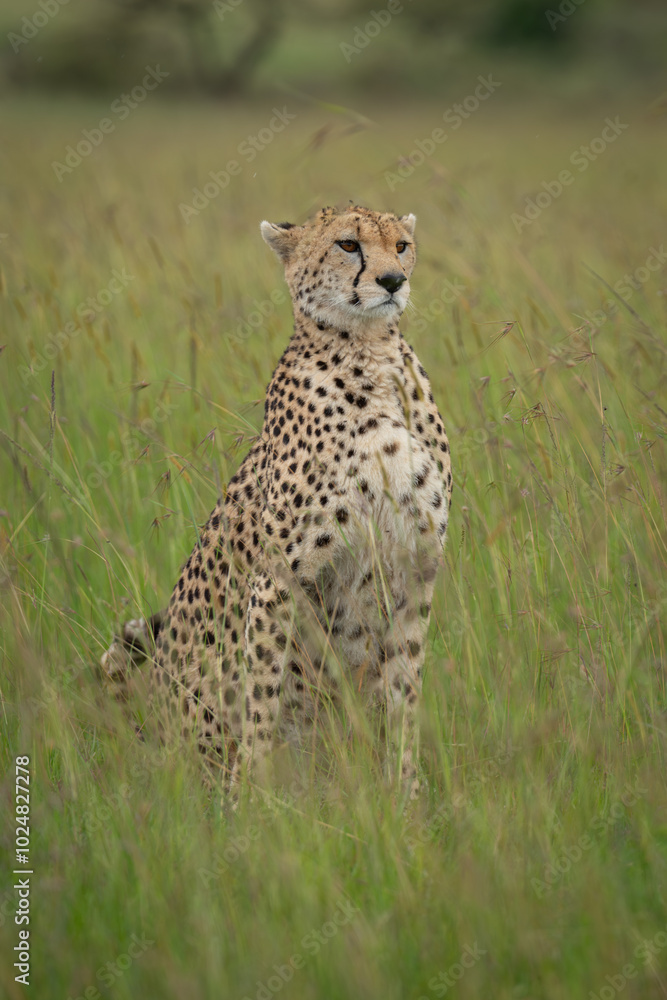 Naklejka premium Female cheetah sits in grass with catchlights