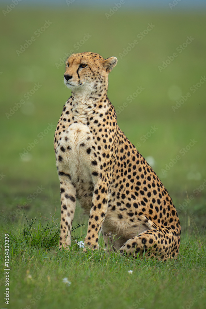 Female cheetah sits in savannah turning head Female cheetah sits in savannah turning head
