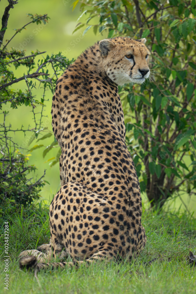 Female cheetah sits turning round in bushes Female cheetah sits turning round in bushes