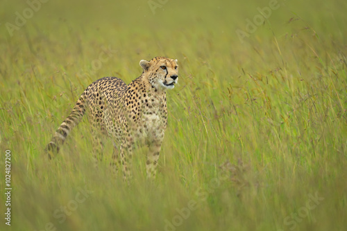 Female cheetah stands in grass with catchlight photo