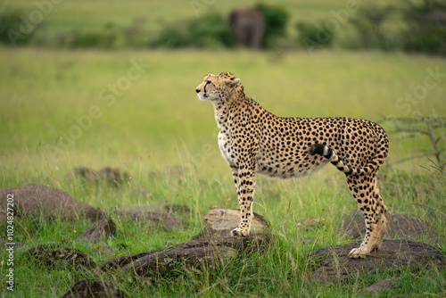 Female cheetah standing in profile on rocks