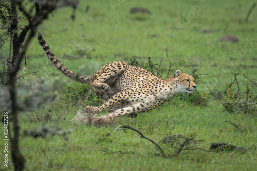 Female cheetah sprints through puddle in grass photo