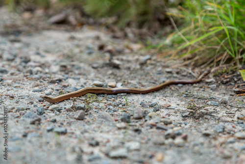 Copper lizard meanders across a dirt road photo