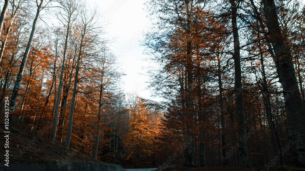 Pine Forest with Autumn Breeze Pine Forest with Autumn Breeze