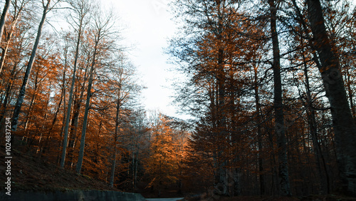 Pine Forest with Autumn Breeze