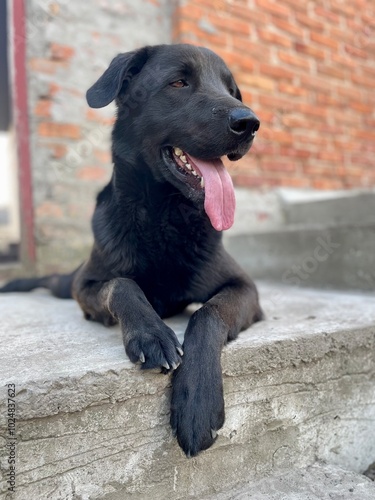 Funny funny dog black labrador, pet retriever