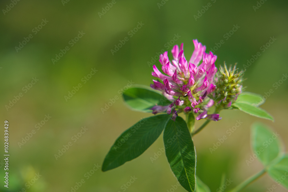 Red Clover (Trifolium pratense) in nature, close up Red Clover (Trifolium pratense) in nature, close up