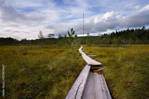 Boardwalk through the wetlands, Soisalmensuo in Hollola, Finland photo