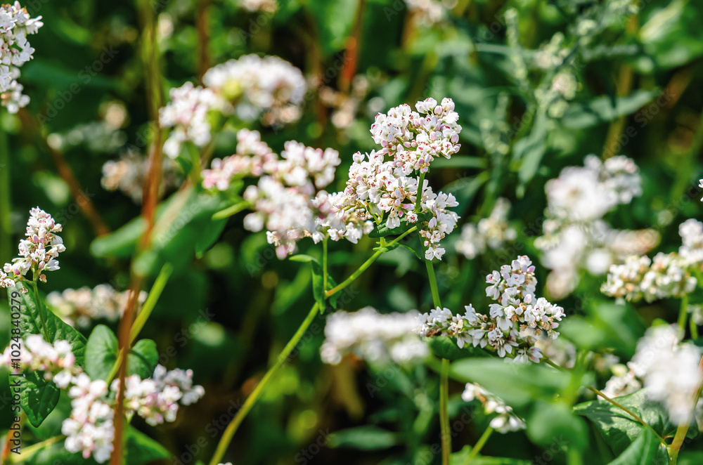 Field of flowering buckwheat Fagopyrum esculentum ,close-up. Botanical collection of edible plants. Field of flowering buckwheat Fagopyrum esculentum ,close-up. Botanical collection of edible plants.