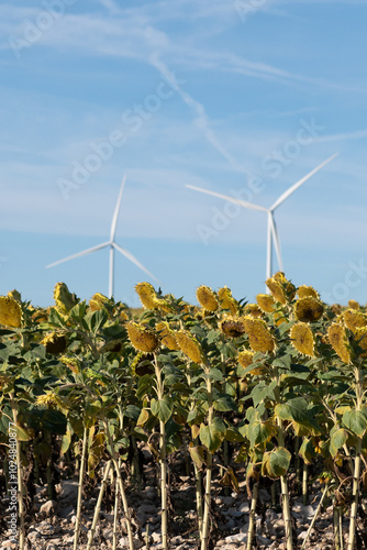 Sunflower plantation with windmills in the province of Burgos in Castilla y Leon in Spain