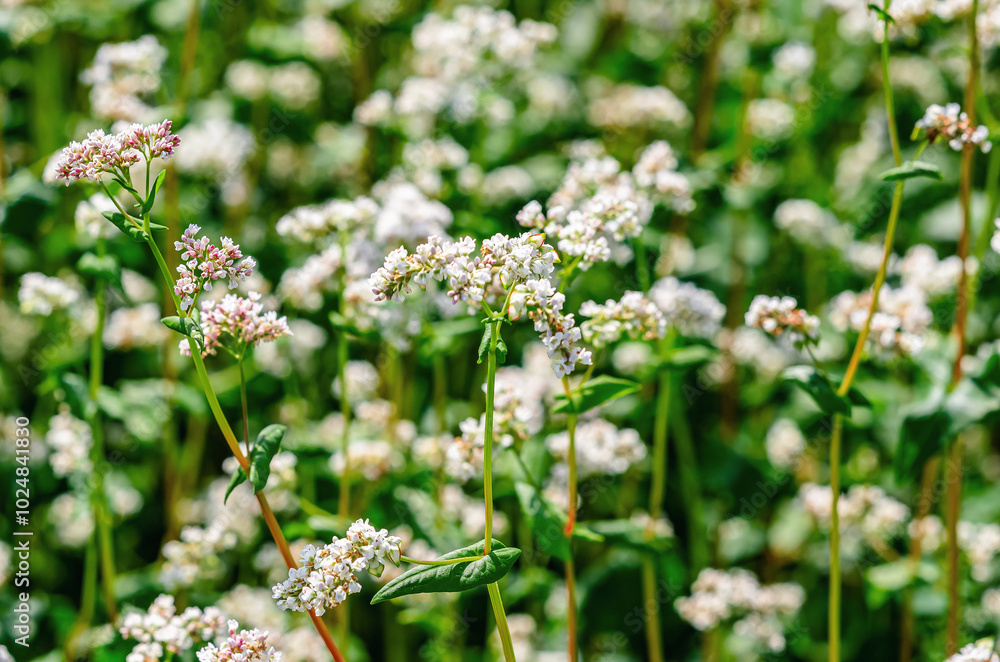 Inflorescence of white buckwheat flower on long green stem. Selective focus. Spring blooming field. Inflorescence of white buckwheat flower on long green stem. Selective focus. Spring blooming field.