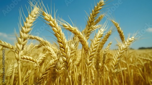 Wallpaper Mural Close-up of wheat stalks swaying in the wind, with room for copy in the surrounding sky and field Torontodigital.ca