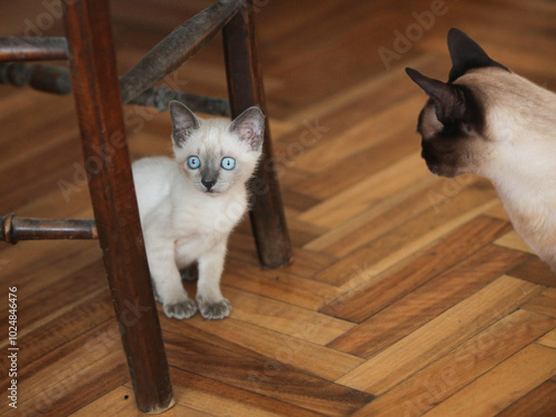 cute   new scared  kitten is being introduced to resident cat at home
